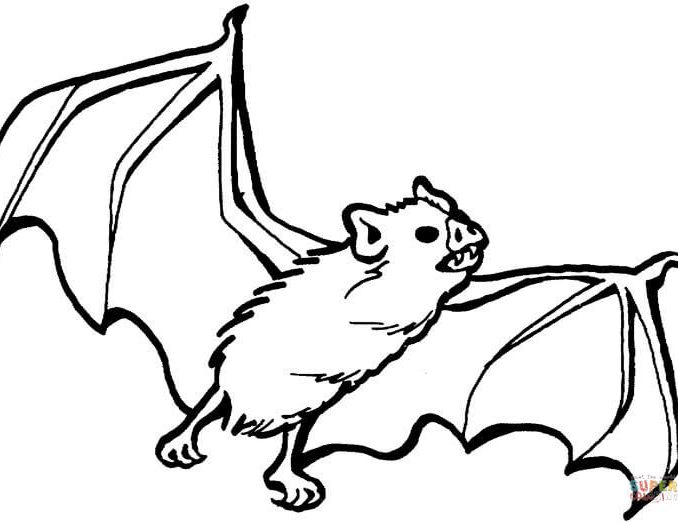 678x523 Bat Coloring Picture Vampire Bat Coloring