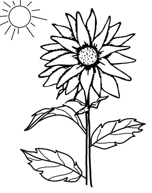 618x787 Sunflower Drawing Color At Getdrawings Com Free For Personal Use