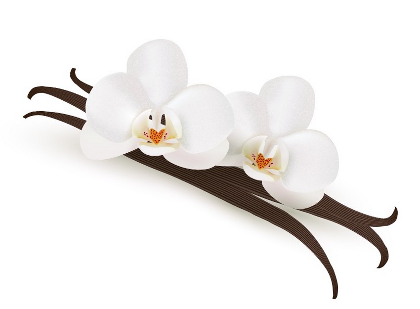 850x625 How To Draw Vanilla Flowers With Mesh In Adobe Illustrator