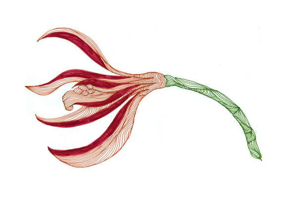 570x403 Vanilla Flower