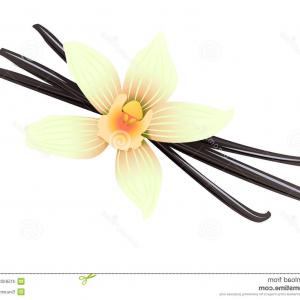 300x300 vanilla flower and bean stick vector drawing hand drawn sketch gm