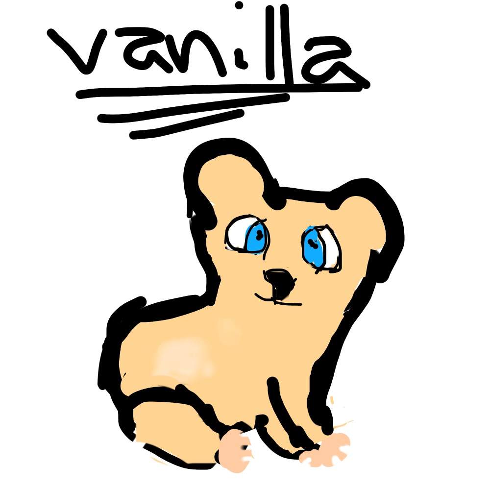 1000x1000 Vanilla Drawing Guinea Pigs Amino