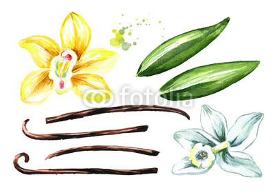 400x283 vanilla flowers, pods and leaves set watercolor hand drawn