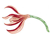 170x135 Items Similar To Vanilla Flower