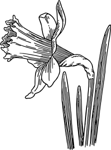 222x300 Narcissus Drawing Detailed Transparent Png Clipart Free Download