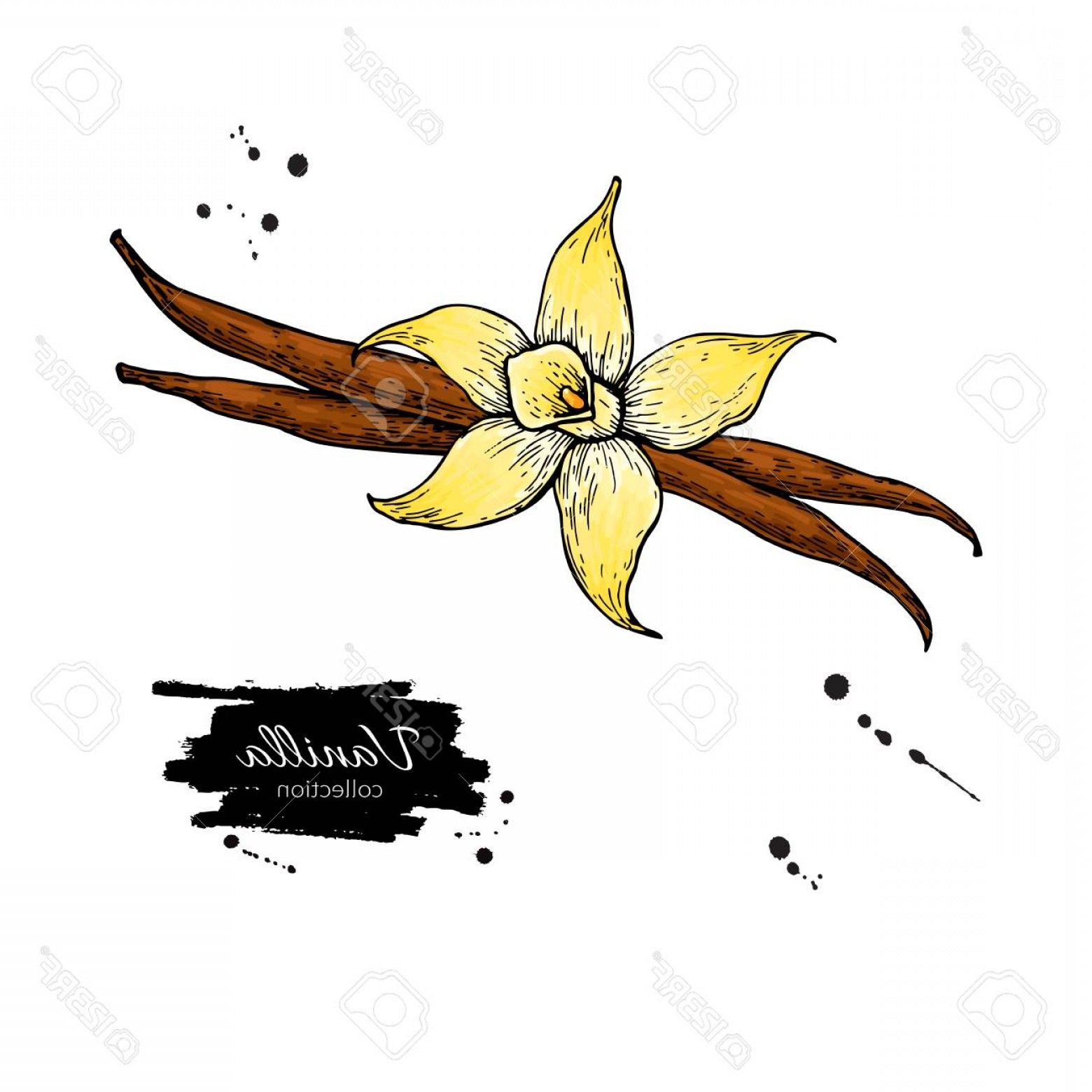 1560x1560 photostock vector vanilla flower and bean stick vector drawing