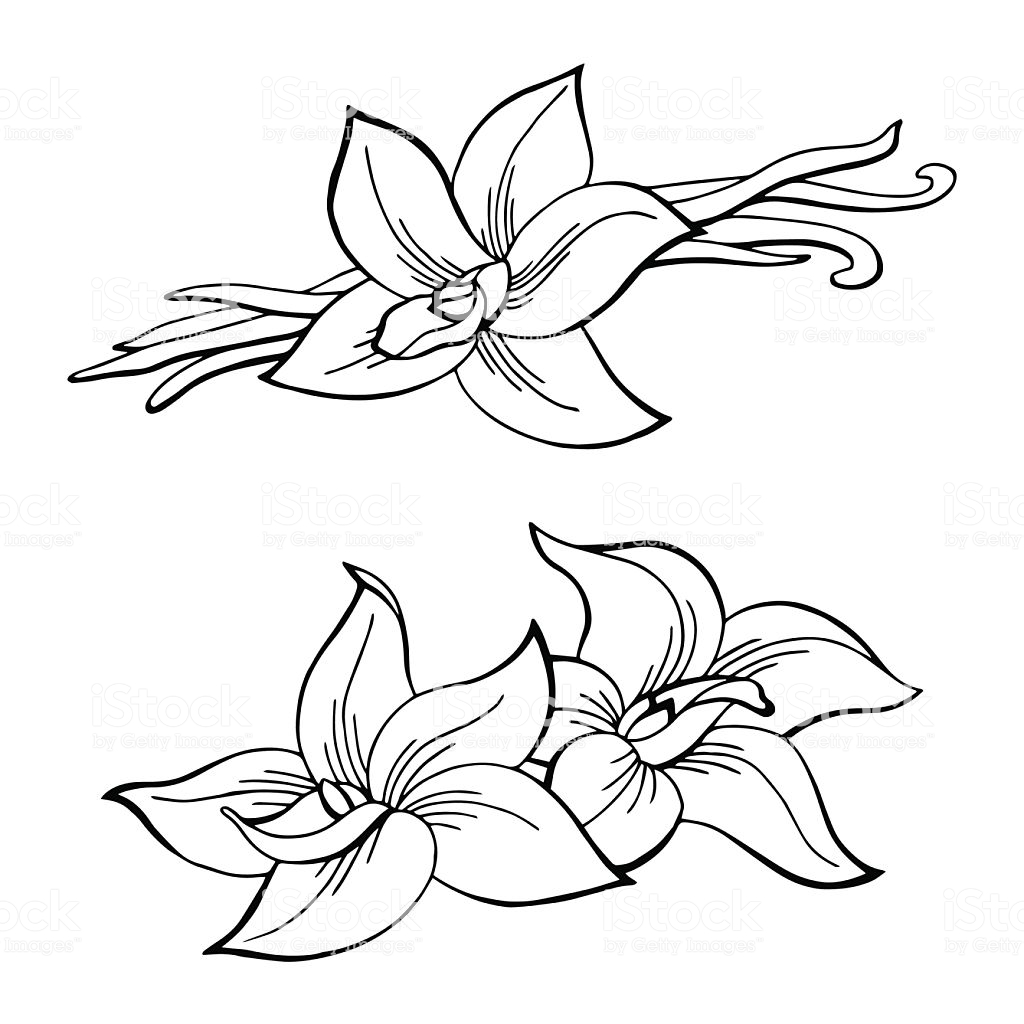 1024x1024 Drawing Vector Orchid For Free Download