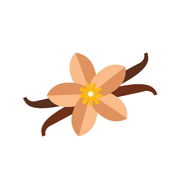 612x612 Vanilla Flower Clipart