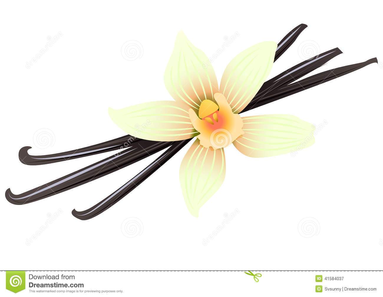 1300x1007 Vanilla Flower Drawing At Free
