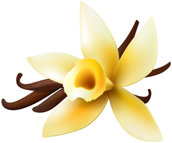 600x500 Vanilla Flower Transparent Png Clipart Free Download