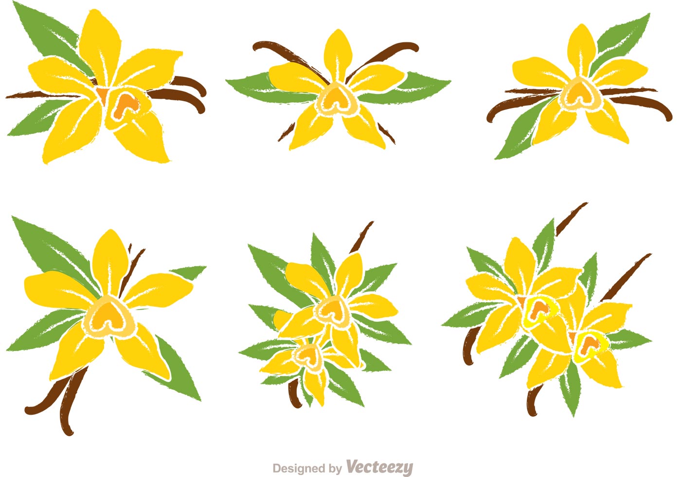 1400x980 Vanilla Flower Vectors