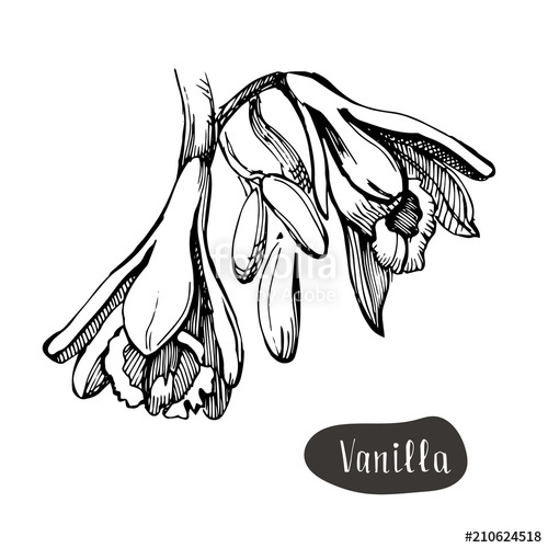 500x500 Vanilla Flower Isolated On The White Background Stock Image