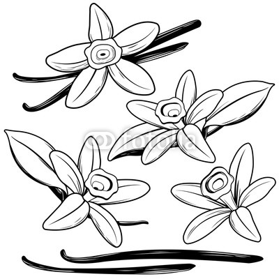 400x400 Vanilla Flowers And Sticks Black And White Illustration Buy