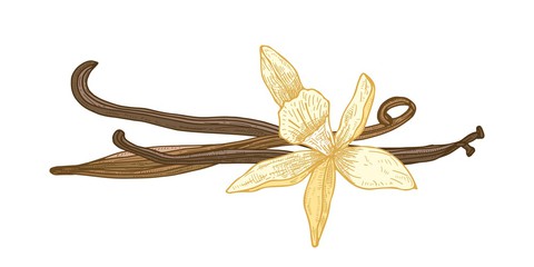 480x240 Botanical Drawing Of Vanilla Blossom Or Flower And Fruits Or Pods