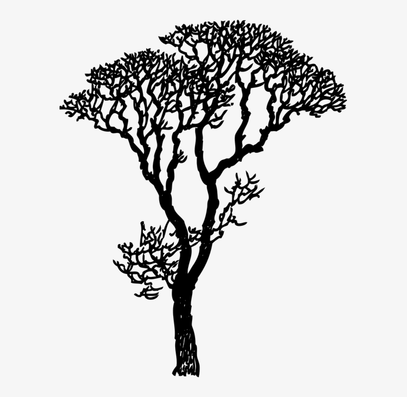 820x800 How To Draw A Mistletoe Buy Clip Art