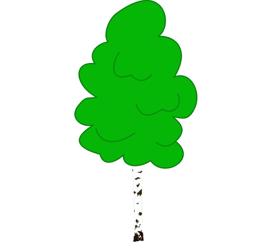 900x800 Birch Tree Drawing