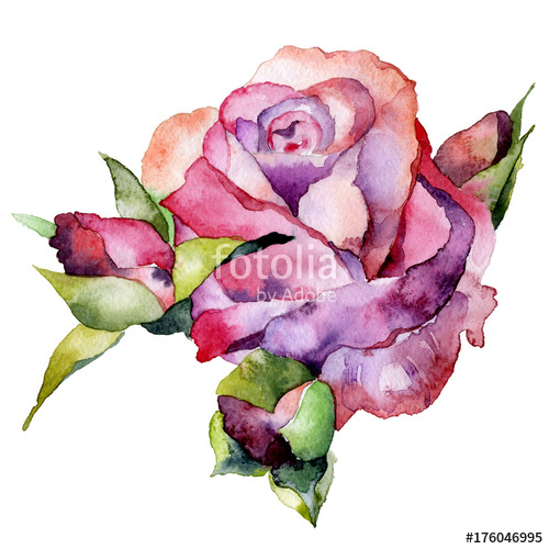 500x500 red, beautiful, garden, noble rose juicy, beautiful, fragrant