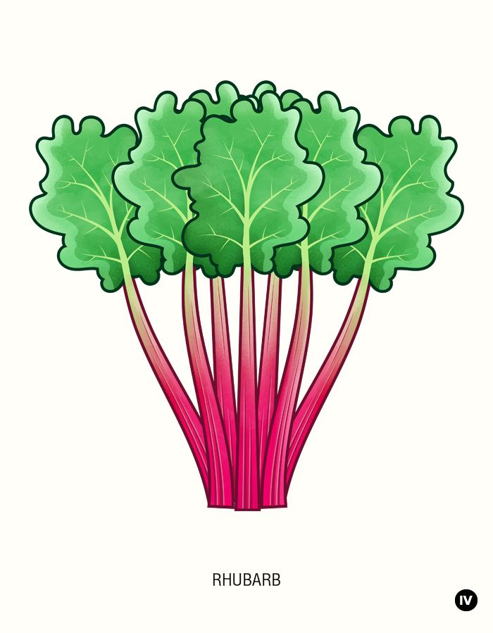 700x899 Rhubarb Illustration Herb Drawings Drawings, Garden Drawing