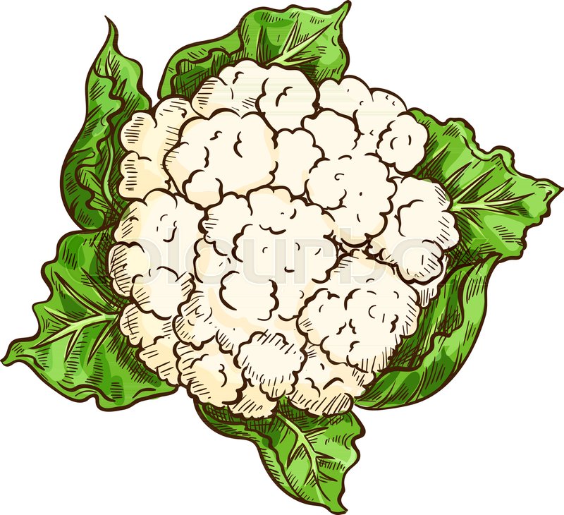 800x730 Cauliflower Vegetable Isolated Sketch Stock Vector Colourbox