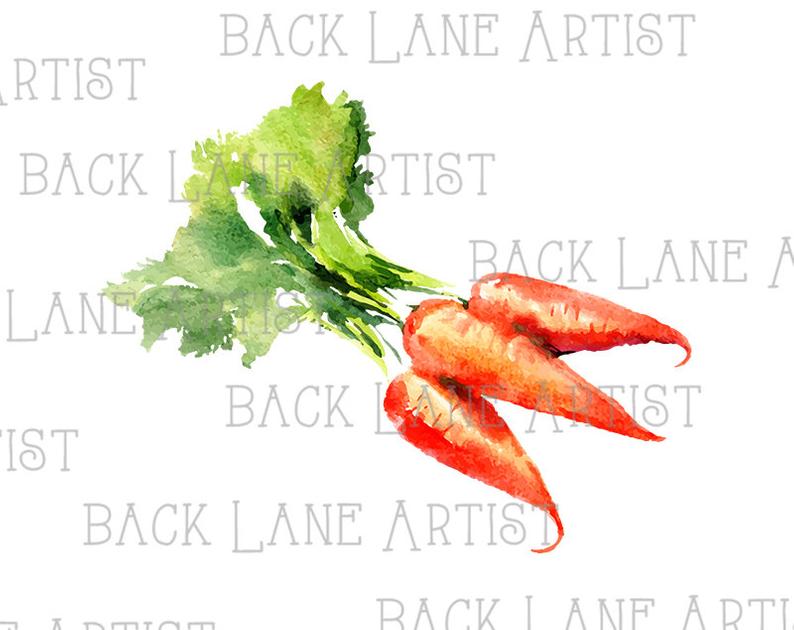 794x630 Vegetables Carrots Watercolor Drawing Clipart Lineart Etsy