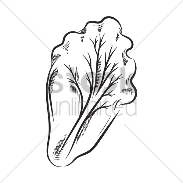 600x600 Leafy Vegetable Vector Image