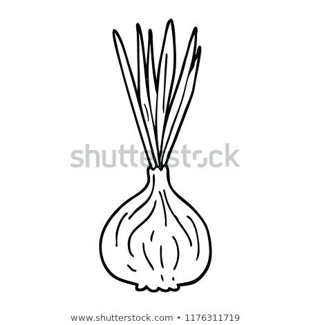 450x470 Drawing Of An Onion
