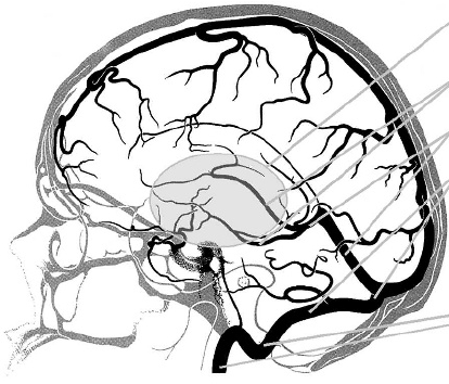 414x354 schematic drawing of the venous drainage pathways
