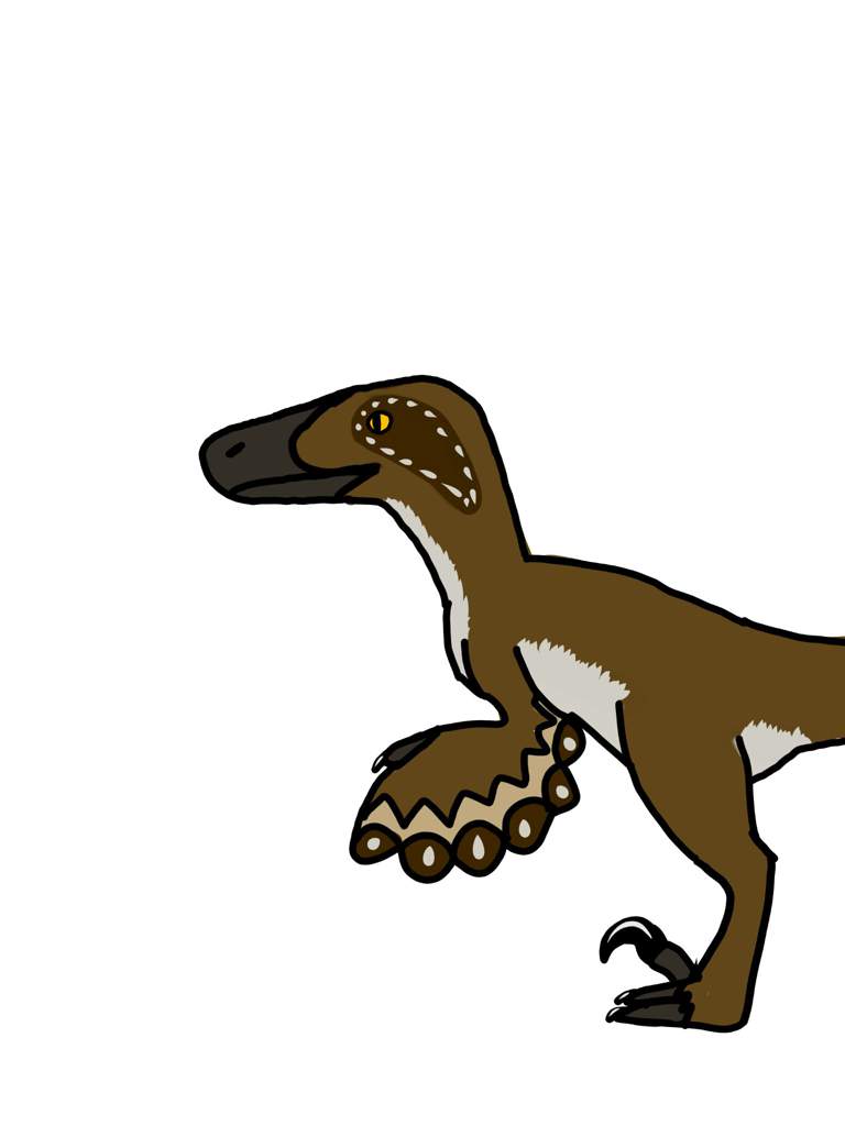768x1024 Crappy Velociraptor Drawing V Dinosaur Lovers Amino