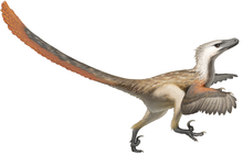 220x141 Wikijuniordinosaursvelociraptor