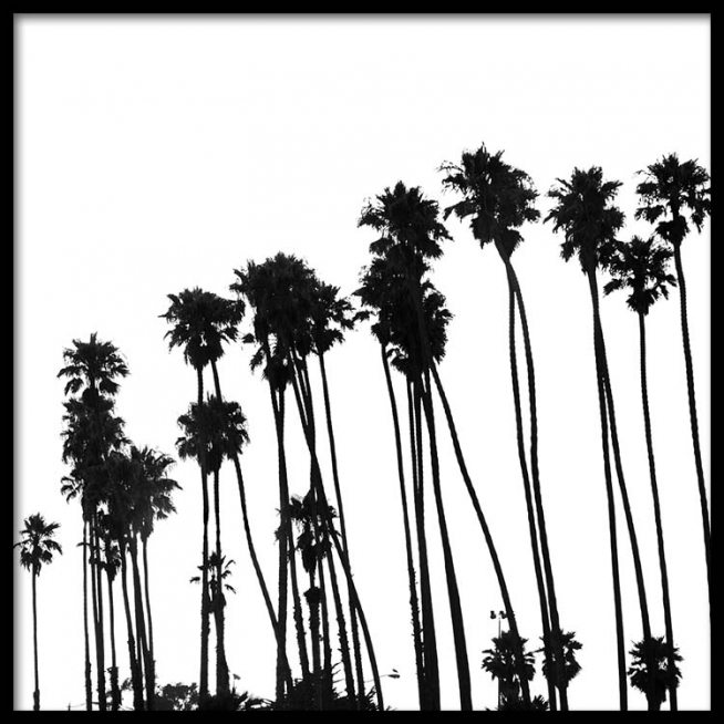 654x654 Venice Beach Palm Trees Poster