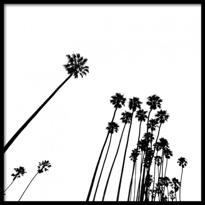 654x654 Venice Beach Palm Trees Poster