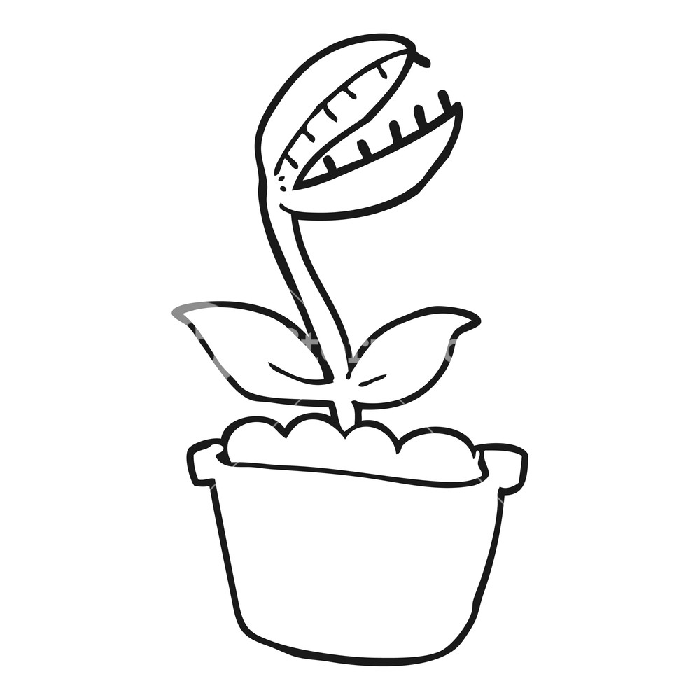 1000x1000 Freehand Drawn Black And White Cartoon Venus Fly Trap Royalty Free