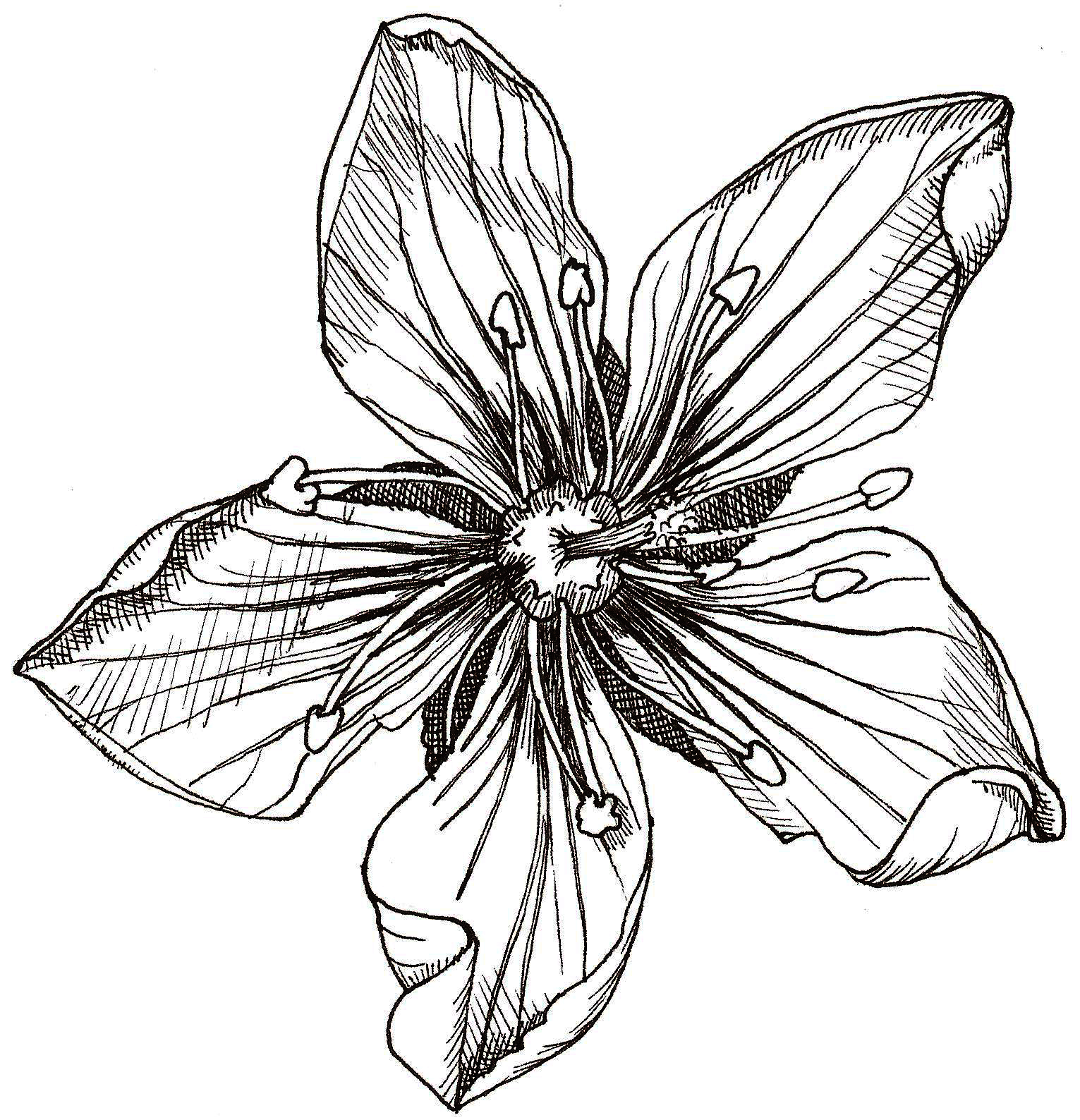 1531x1588 how to draw a venus flytrap worksheet