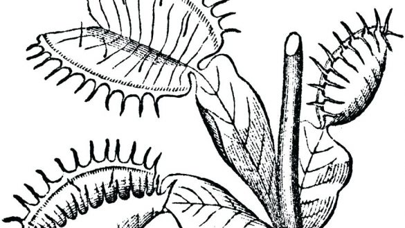 585x329 Inspiring Ideas Venus Fly Trap Coloring