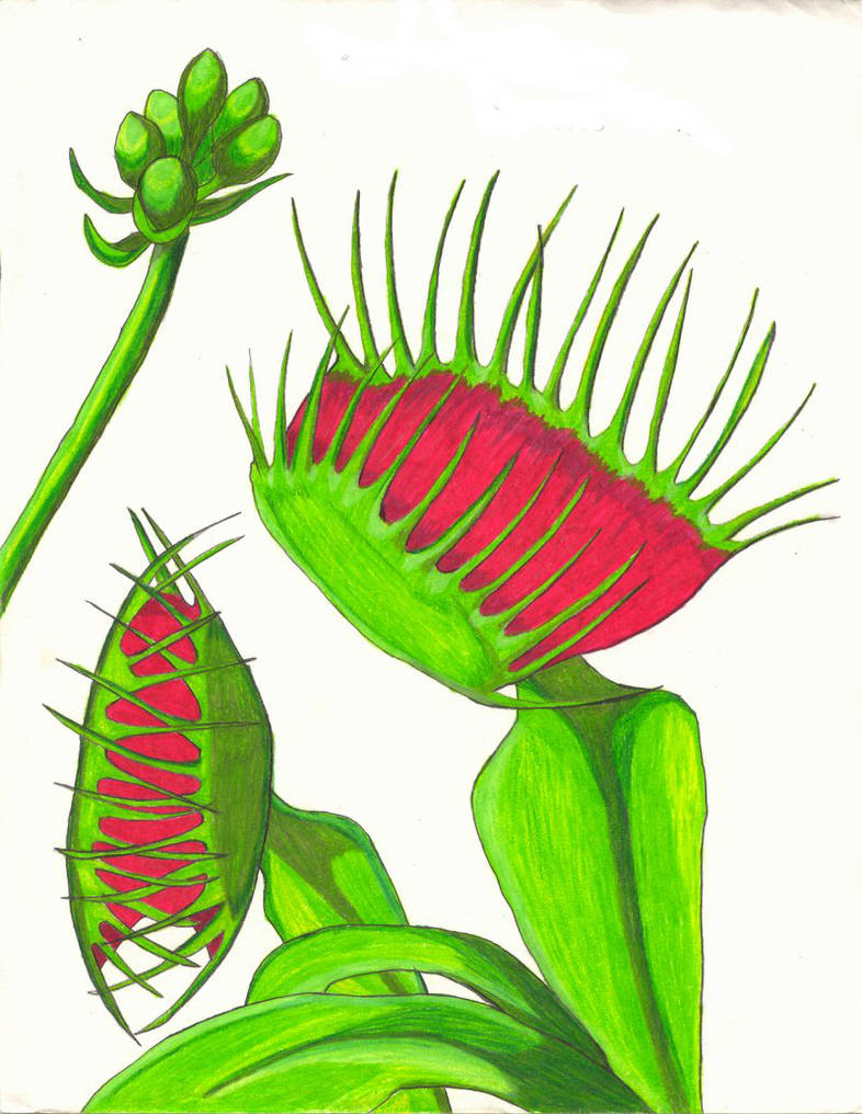 786x1016 Venus Fly Trap Drawing
