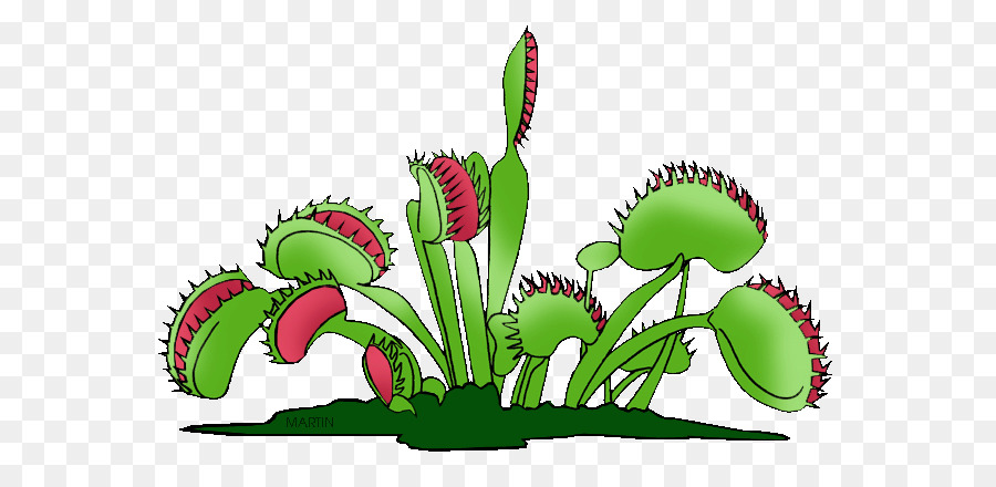 Venus Fly Trap Drawing | Free download on ClipArtMag