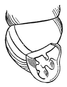 220x286 Vertigo Gouldii