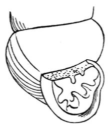 220x257 Vertigo Ovata