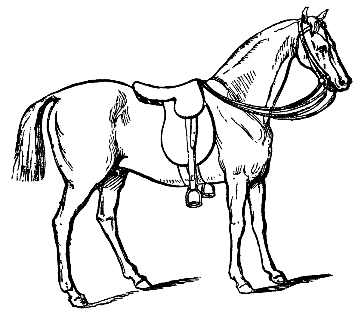 1200x1037 Carolyn Iott On Twitter Wonderful Riding