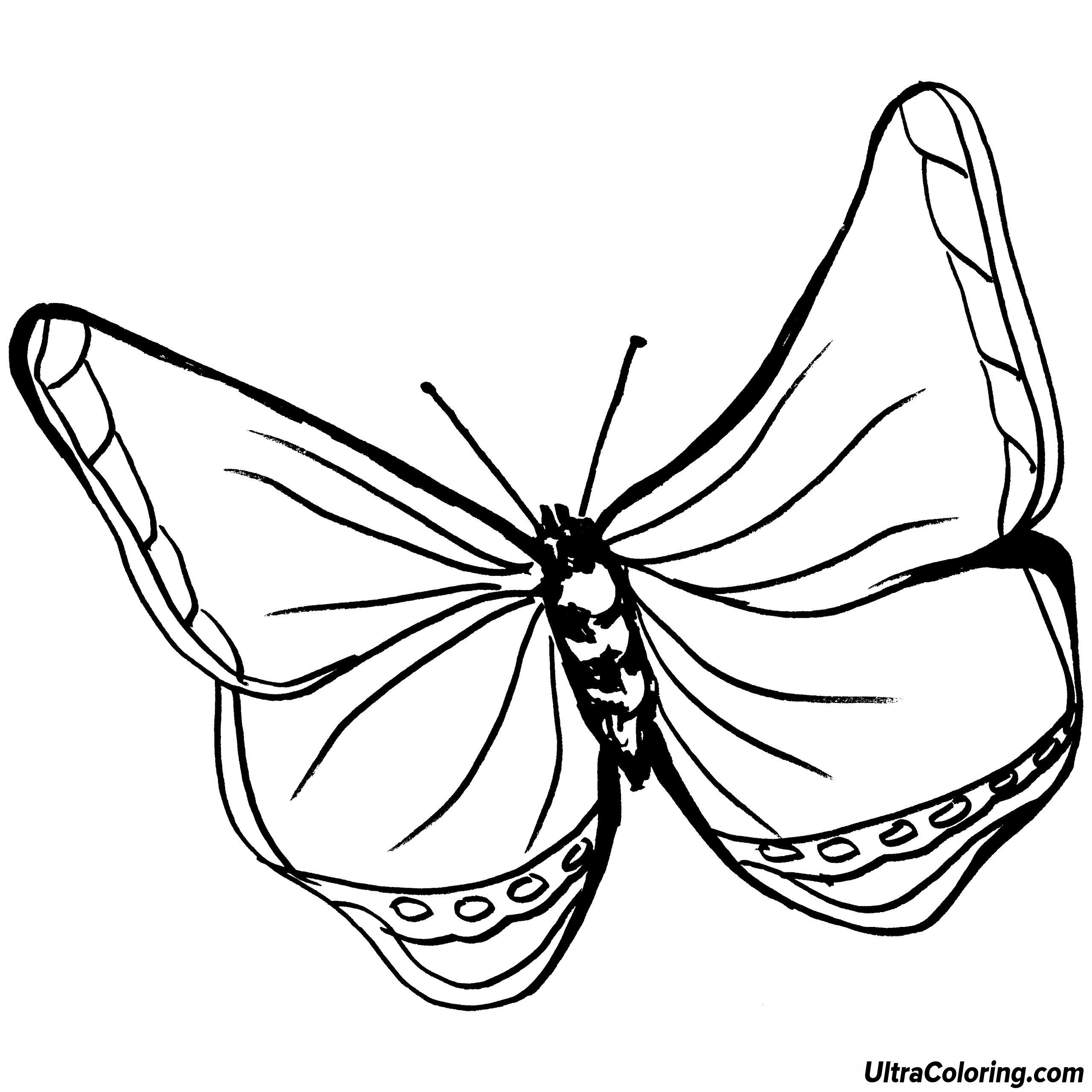 2560x2560 Symmetricalrfly Coloring