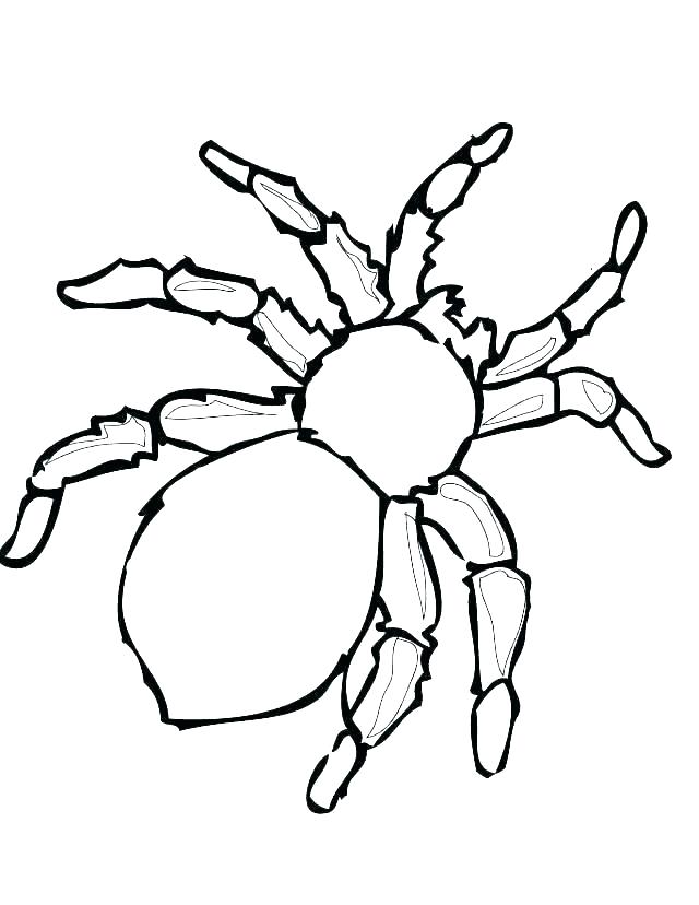 640x828 The Very Busy Spider Coloring Pages The Very Hungry Caterpillar