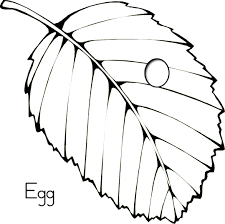 225x224 Very Hungry Caterpillar Butterfly