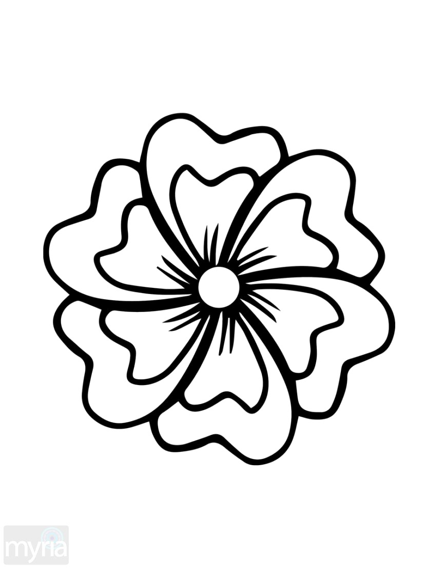 830x1107 Simple Flowers Images To Draw