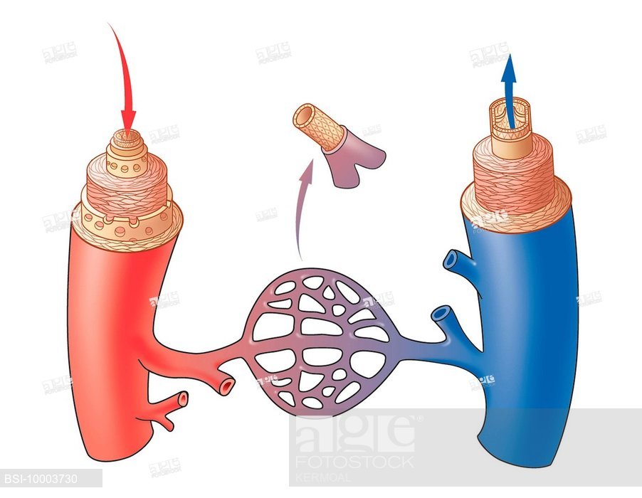 902x700 blood vessel, drawing, stock photo, picture and rights managed