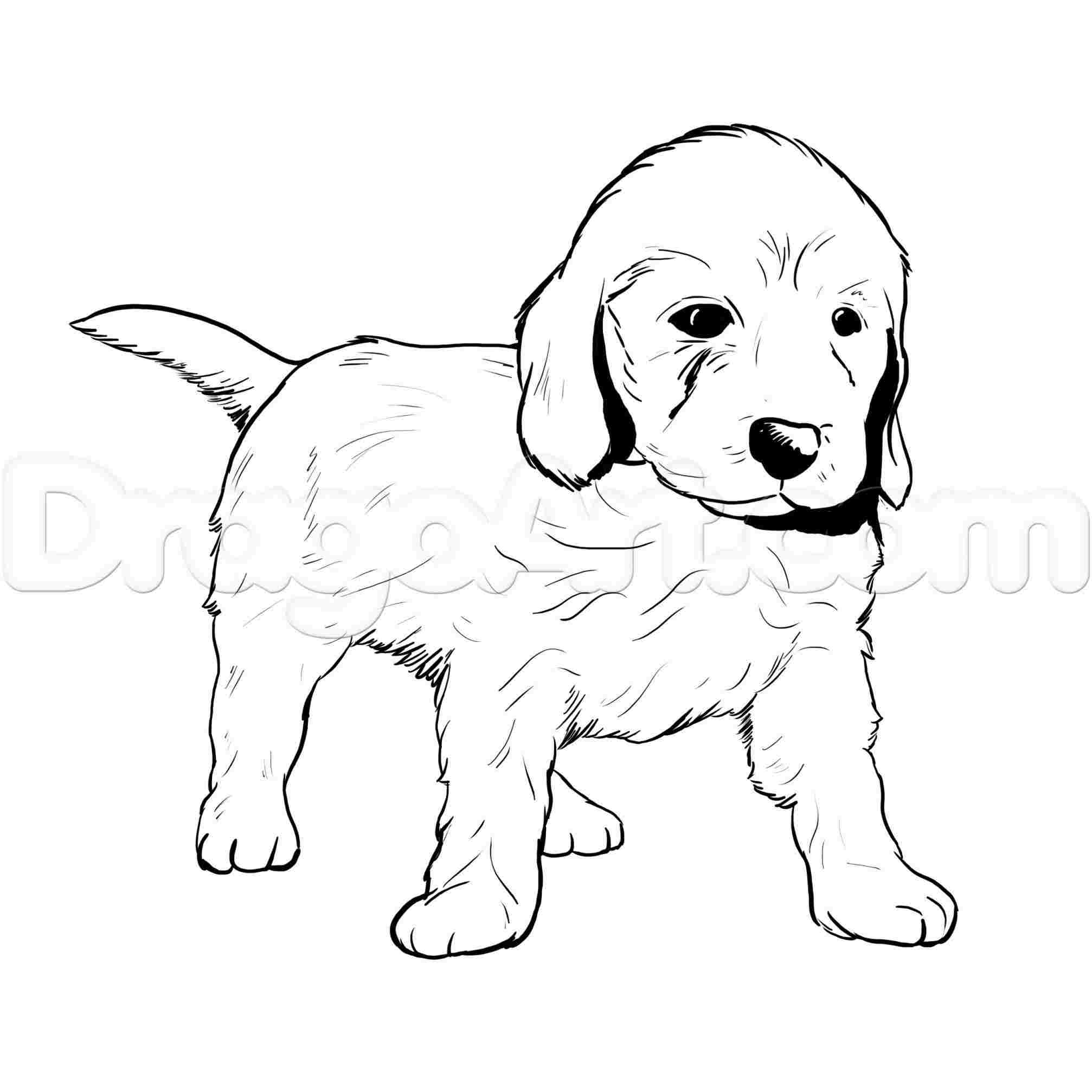 2014x2014 Easy Vicious Dog Drawing