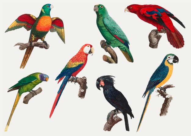 626x446 Bird Vectors, Photos And Free Download
