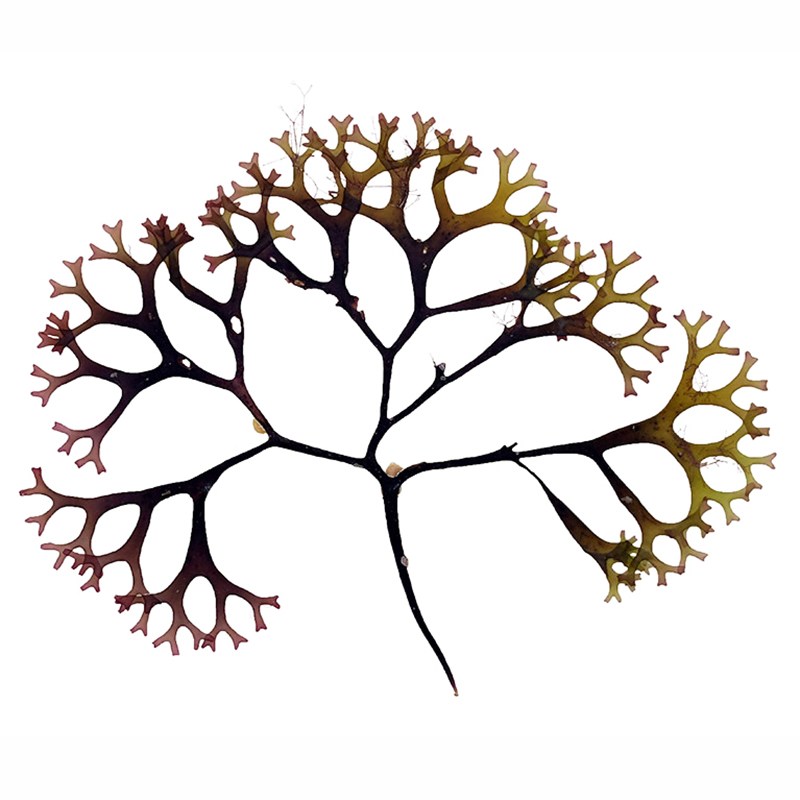 800x800 Seaweed Hunting Katie Bunnell