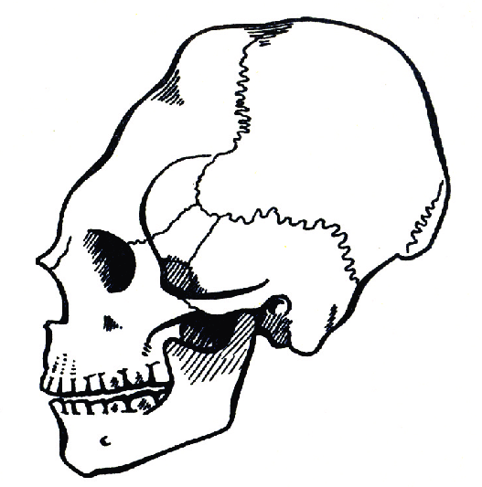 527x533 Drawing Of The Skull Of Vienna Atzgersdorf