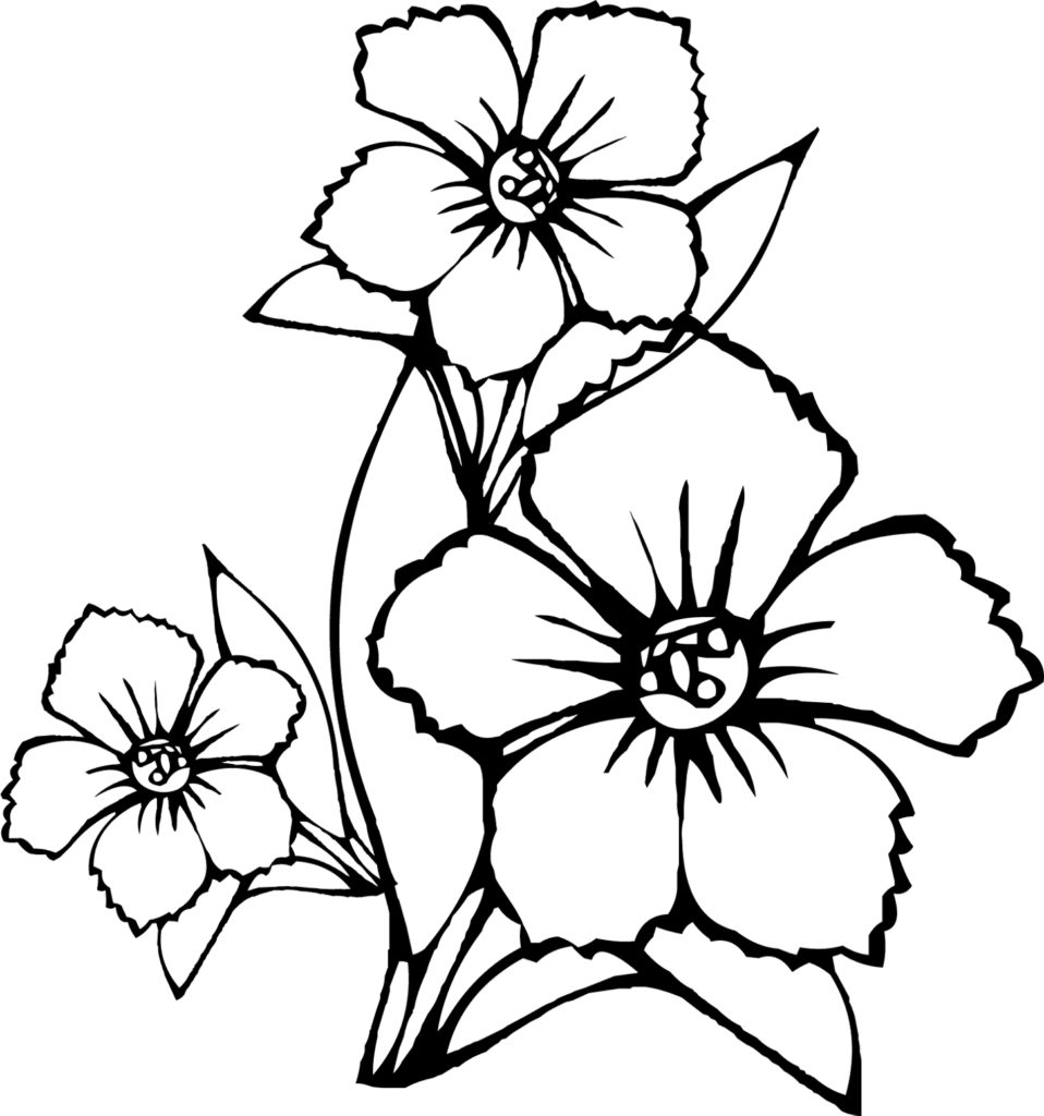 958x1024 Beautiful Flower Vine Drawings Step