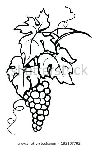 315x470 drawing grapes grape vine leaves grape vines stenciling line